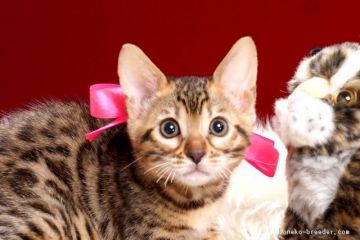 ベンガル【神奈川県・女の子・2018年4月20日・ブラウンスポッテッドタビー】の写真「ツルツルの手触り！性格も良く美しい子です。」