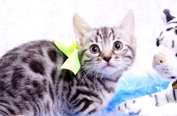 ベンガル【神奈川県・女の子・2018年3月5日・シルバースポッテッドタビー】の写真「濃い模様の穏やかな女の子」