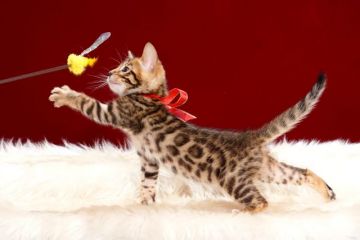 ベンガル【神奈川県・男の子・2018年4月29日・ブラウンスポッテッドタビー】の写真「ヒョウ柄模様がとても綺麗」