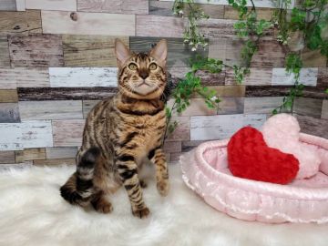 ベンガル【神奈川県・男の子・2021年8月21日・ブラウンスポテットタビー(ロゼット)】の写真「去勢手術後のお渡し可能です。

身体の大きな子」