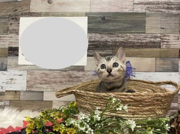 ベンガル【神奈川県・女の子・2022年2月10日・ブラックシルバースポテッドタビー】の写真「おっとりな女の子」