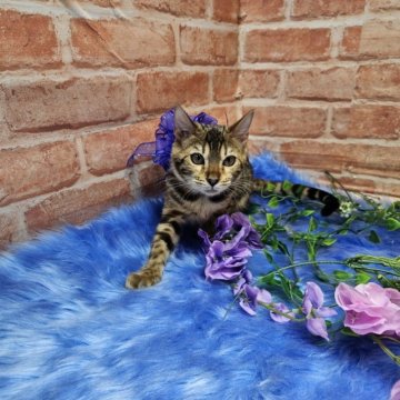 ベンガル【神奈川県・女の子・2023年5月1日・ブラウンスポテッドタビー(ロゼット)】の写真「可愛い女の子」