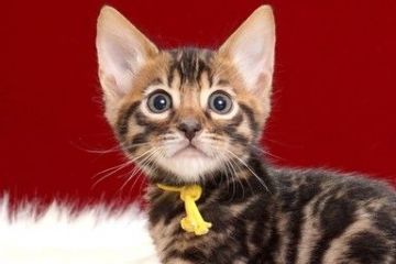 ベンガル【神奈川県・男の子・2018年4月29日・ブラウンスポッテッドタビー】の写真「コントラストが美しいブリードタイプ」