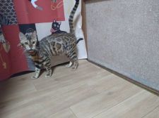 ベンガル【・女の子・2021年6月11日・ブラウンスポテットタビー(ロゼット)】