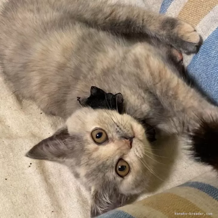 ID：2405-00131の子猫