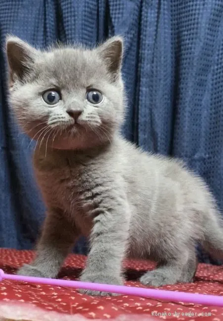 ID：2005-02357の子猫