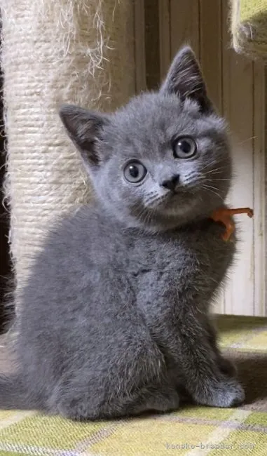 ID：2105-01714の子猫