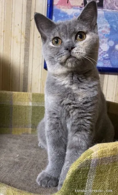 ID:2108-00096の子猫