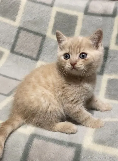 ID:2205-00518の子猫