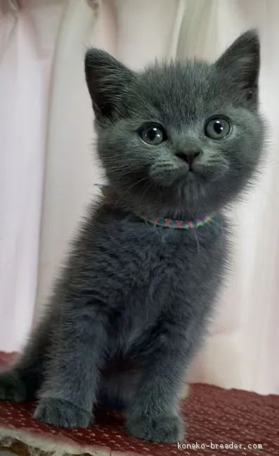 ID：2010-00264の子猫