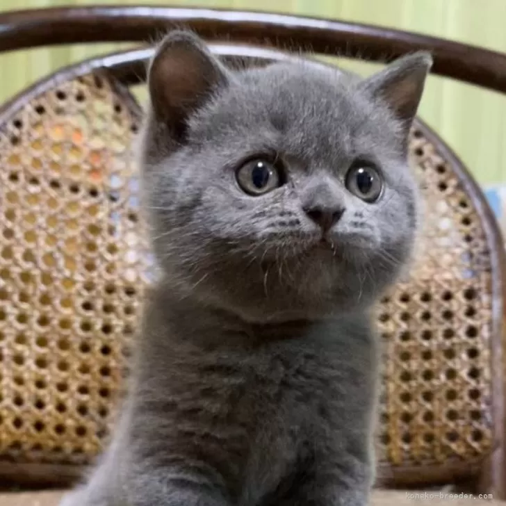 ID：2406-01920の子猫