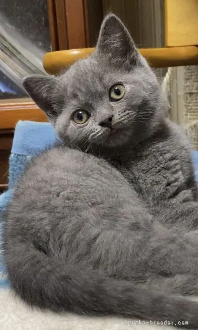 ID：2105-01717の子猫