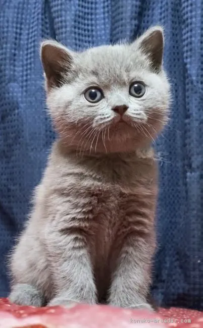 ID：2004-01747の子猫