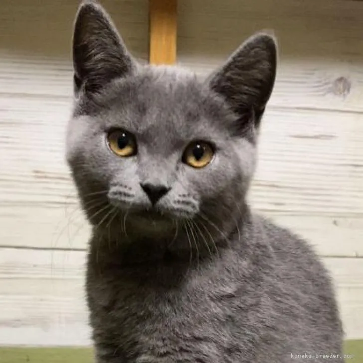 ID：2205-00536の子猫