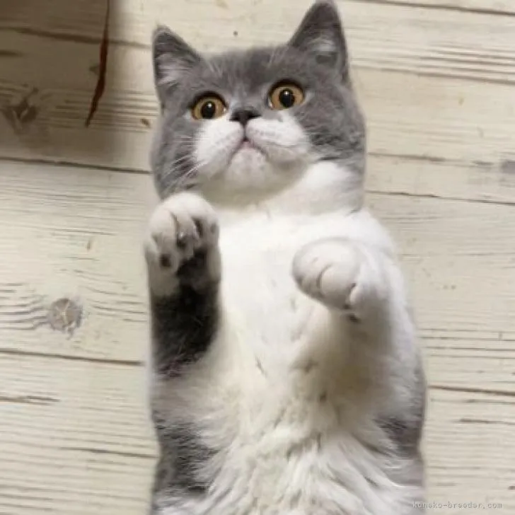 ID：2208-01751の子猫