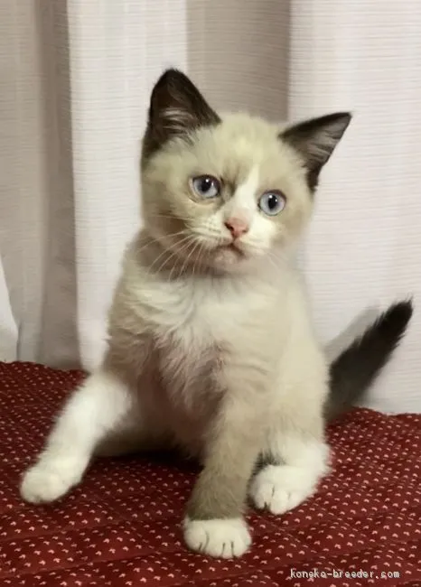 ID：2008-00702の子猫