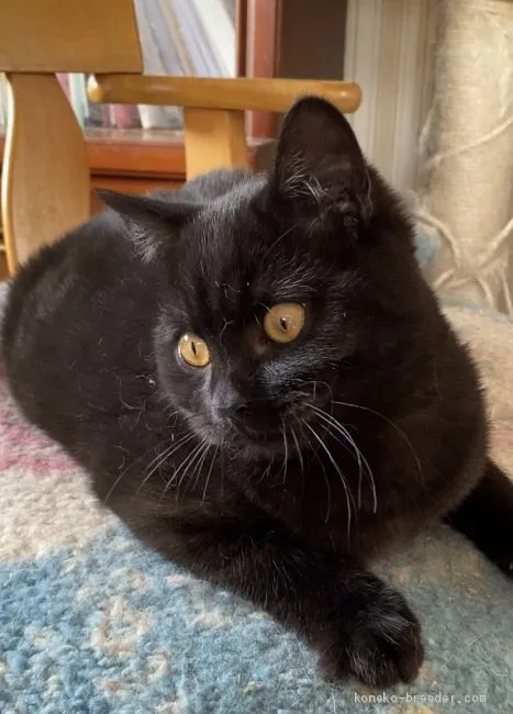 ID:2012-00433の子猫