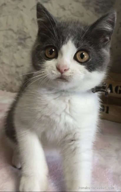 ID：1904-01916の子猫