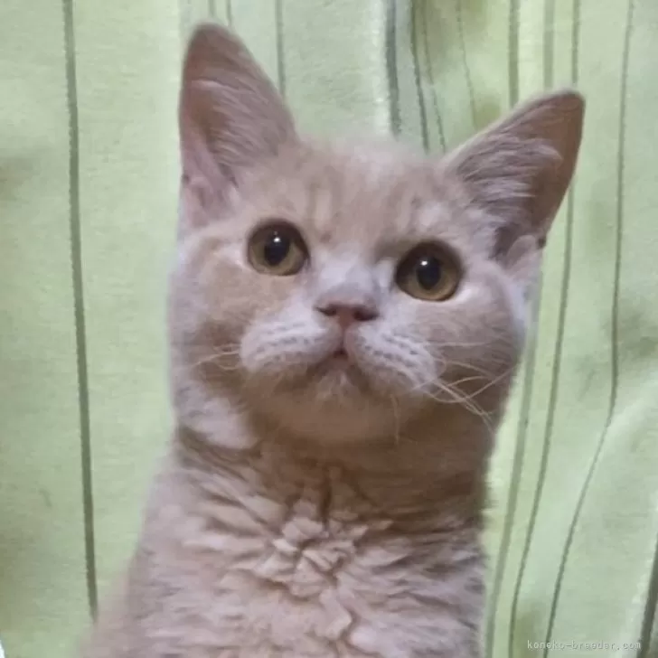 ID:2410-00212の子猫