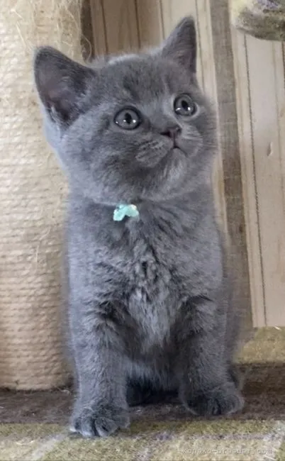 ID：2106-00157の子猫