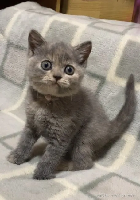 ID:2205-00515の子猫