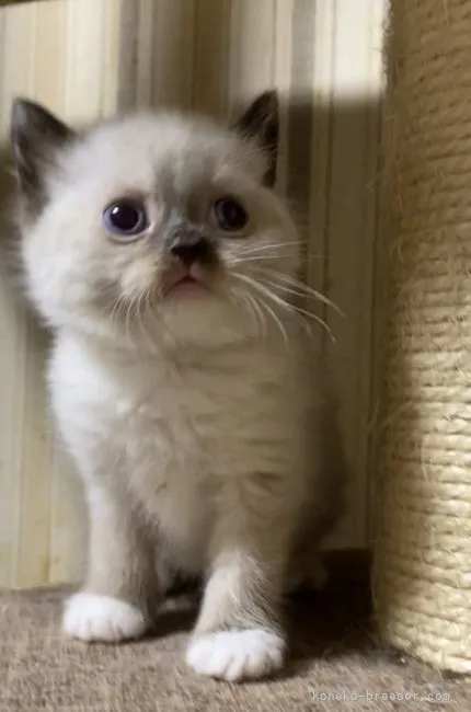 ID:2105-02083の子猫