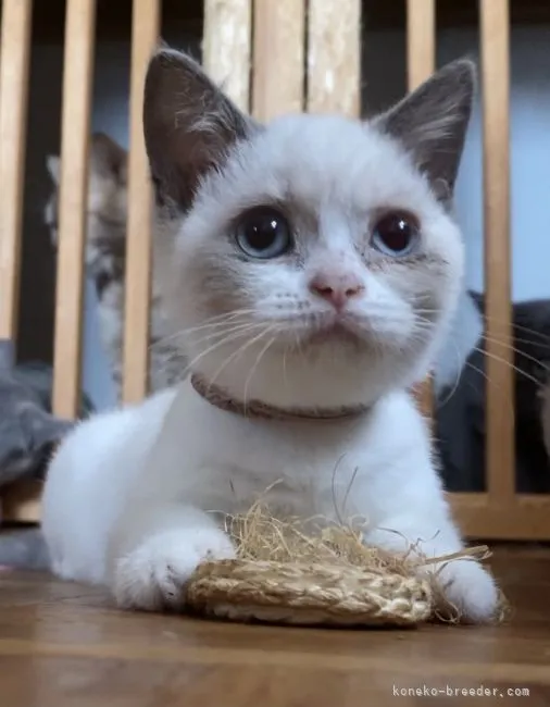 ID:2108-00085の子猫