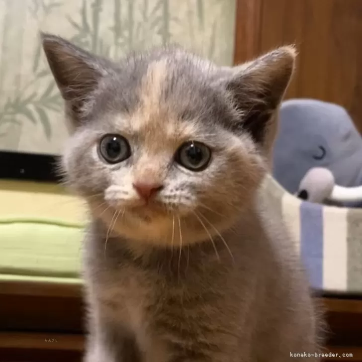 ID：2405-03580の子猫