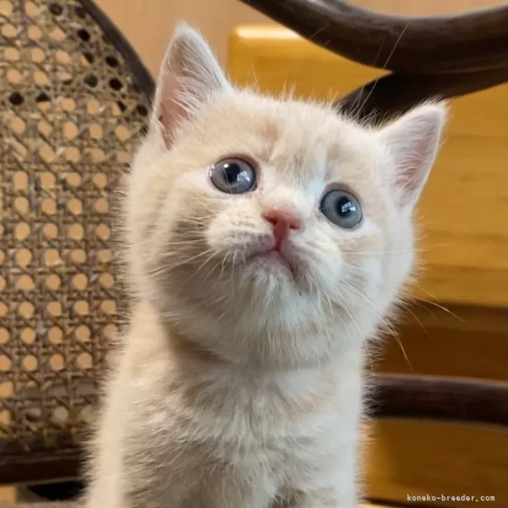 ID：2405-03502の子猫