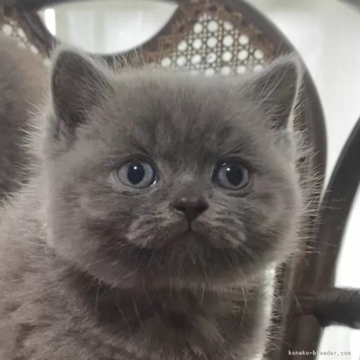 ID：2411-00463の子猫