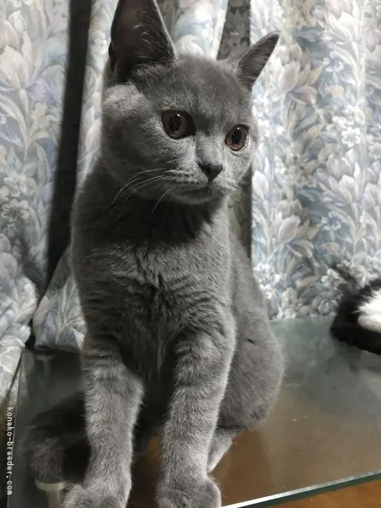 ID：1806-00820の子猫