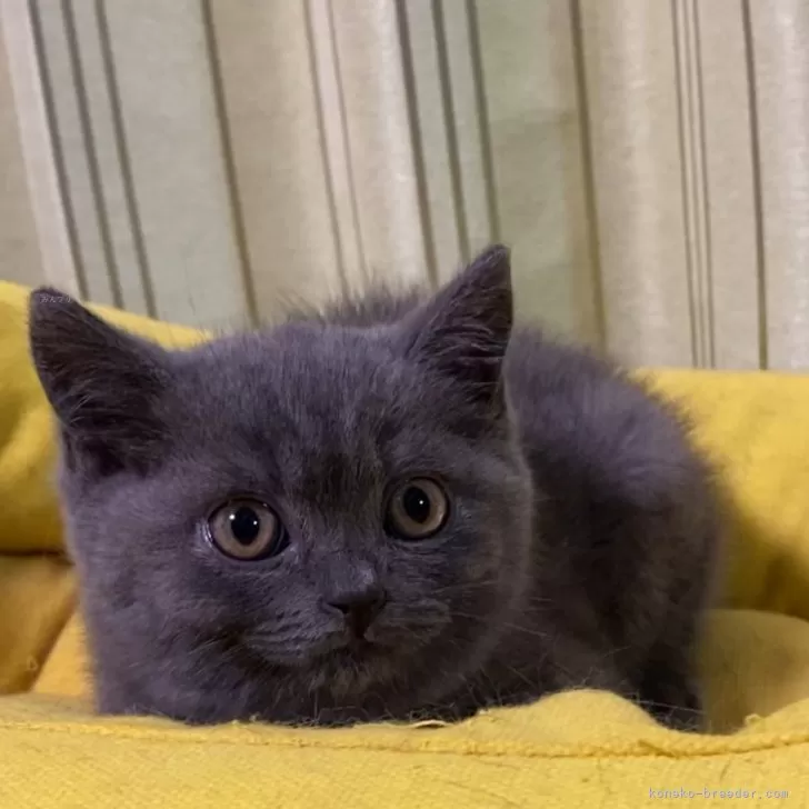 ID：2406-01890の子猫