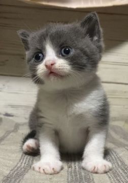 ブリティッシュショートヘア【静岡県・女の子・2022年7月19日・ブルー&ホワイト】の写真「綺麗なハチワレの女の子❣️」