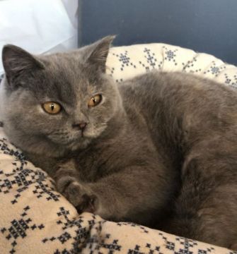 ブリティッシュショートヘア【静岡県・女の子・2019年8月29日・ブルートーティー】の写真「淡い毛色が綺麗です❣️元気な女の子ですよ」