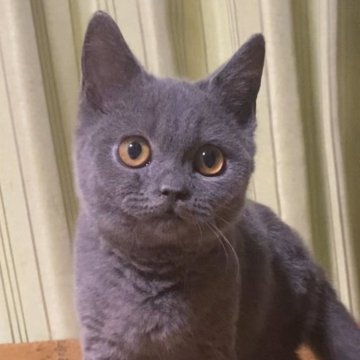 ブリティッシュショートヘア【静岡県・男の子・2024年5月5日・ブルー】の写真「愛嬌のある男の子❣️」