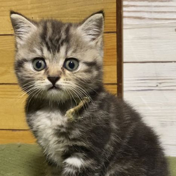 ブリティッシュショートヘア【静岡県・女の子・2022年6月1日・ブラウンタビー】の写真「まん丸なお顔とお目々が愛らしい女の子です❣️」