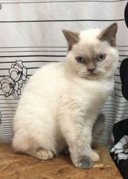 ブリティッシュショートヘア【静岡県・女の子・2019年5月2日・ブルートーティーポイント】の写真「白い毛色とブルーの瞳が綺麗な女の子❣️」