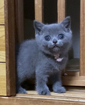 ブリティッシュショートヘア【静岡県・女の子・2020年4月6日・ブルー】の写真「お父さんはTICAクォードグランドチャンピオン❣️」