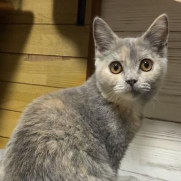 ブリティッシュショートヘア【静岡県・女の子・2022年3月24日・ブルートーティー】の写真「性格が良く、とても人懐っこくて可愛らしい女の子😊」