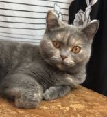 ブリティッシュショートヘア【・女の子・2018年3月20日・ブルートーティー】