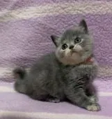 ブリティッシュショートヘア【静岡県・女の子・2022年3月17日・ブルートーティー】の写真2