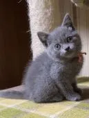 ブリティッシュショートヘア【静岡県・女の子・2021年3月27日・ブルー】の写真3