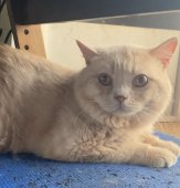 ブリティッシュショートヘア【・男の子・2022年11月7日・クリーム】