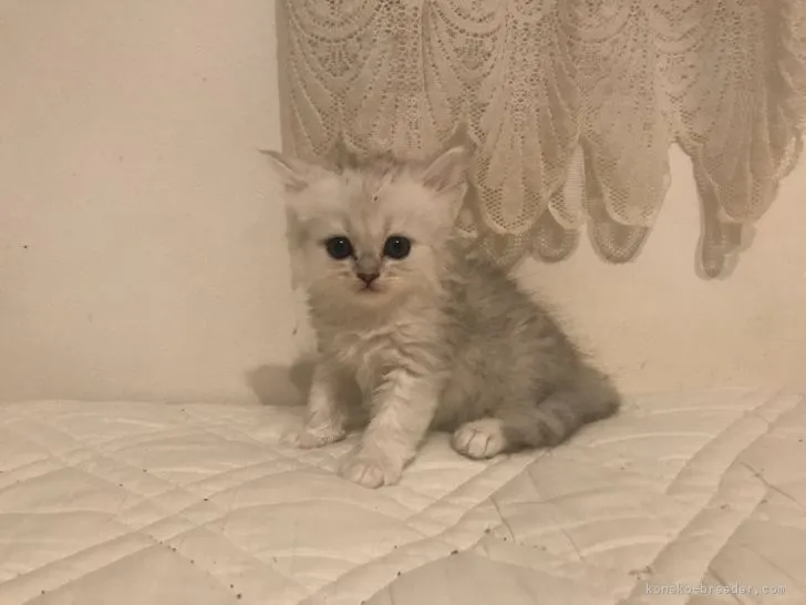 チンチラシルバー初心者🔰 様のお迎えした子猫
