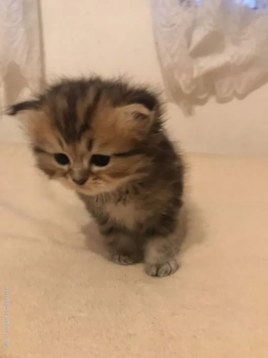 ID：1907-01650の子猫