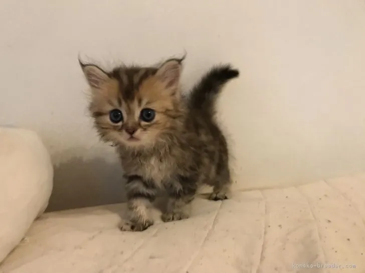 ID：1708-00889の子猫
