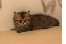 ペルシャ(チンチラ)【東京都・男の子・2019年3月12日・チンチラゴールデン】の写真3