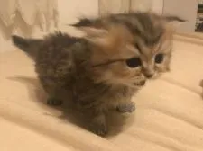 ペルシャ(チンチラ)【東京都・男の子・2019年3月12日・チンチラゴールデン】の写真5