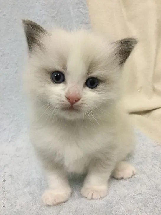 ID:1907-00589の子猫