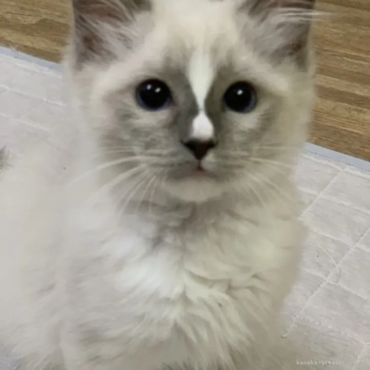 ID：2301-01699の子猫